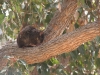 Possum in the tree