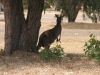 Kangaroo is curious