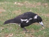 Magpies are common here