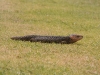 Bobtail lizard