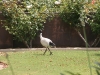 Some kind of a bird