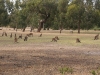 Kangaroos in the golf course