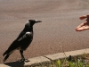 Communicating with the magpie
