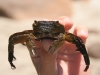 Crab on the beach