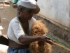 Coconut husk fibre in the hands