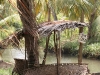 palm leaves shadow