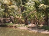the jungle