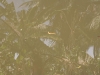 reflection in the water
