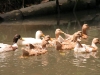 Ducks claiming their space in the backwaters