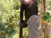 coconut pealer