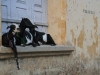 Gang of goats in Fort Cochin