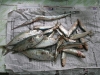 Chala and sardine fish from the market
