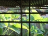 Our garden through the kitchen window, before all the plants were taken down