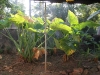 Plants in our garden (before everything was cleaned up)