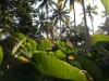 Huge leaves of chembu
