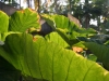 Chembu leaves in our garden