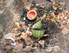 Our bio compost