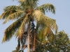 loudspeakers on the palm in front of our house