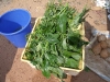 Jeera (cumin) leaves on sale