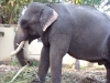 Elephant of  Sree Janardhana Swamy Temple in Varkala