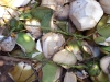 Left-overs of coconut pealing