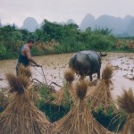 Darbas ryžių lauke, Kinija, 2002