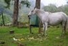 the white trash horse, checking every single trash bag to find tasty snacks - every day and leaving a mess behind!