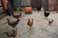 chicken occupying the backyard