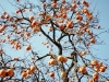 Slovakian apple tree :)