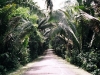 looks like an entrance to a holiday resort, but it\'s pure jungle separated by a road