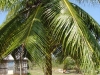 Find the coconut-tree