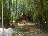 our bamboo forest with bush toilet