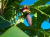 Banana flower which soon will produce bananas!