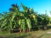 Banana-tree bush