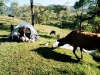cow stealing our plastic in Barillas