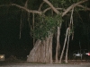 Strange tree in Playacar
