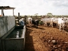 Domingo preparing water for the cows
