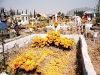 Yellow flowera dominates the graves