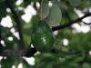 acuacate (avocado)