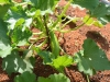 zucchini plant and its first little fruit
