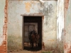 lonely horse in a house
