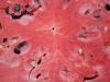 zandia - watermelon