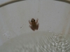 frogs in the toilet, they didn\'t like if we flushed