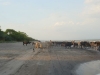 there are cows crossing