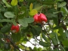 cashew fruit - that\'s where the tasty cashews come from