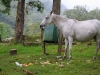 the white trash horse, checking every single trash bag to find tasty snacks - every day and leaving a mess behind!