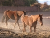 Juan\'s horse ranch in San Pedro