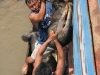 animals fall into water, are beaten, are thrown, are mistreated in several ways