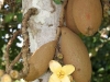 Sachamangua fruit
