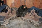 lost chicken found peace on Augustas shoes